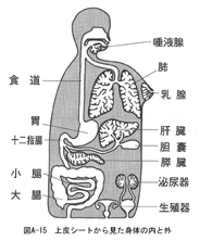 上皮シートから見た身体の内と外