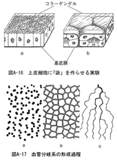 上皮細胞に「袋」をつくらせる実験 血管分岐系の形成過程