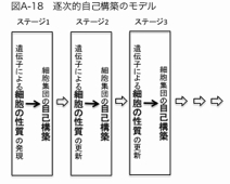 逐次的自己構築のモデル