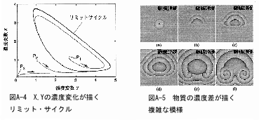 XYの濃度変化が描くリミット・サイクル、物質の濃度差が描く複雑な模様